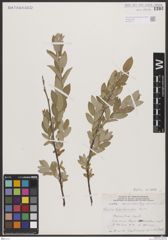 Foto von Salix brachycarpa Nutt.